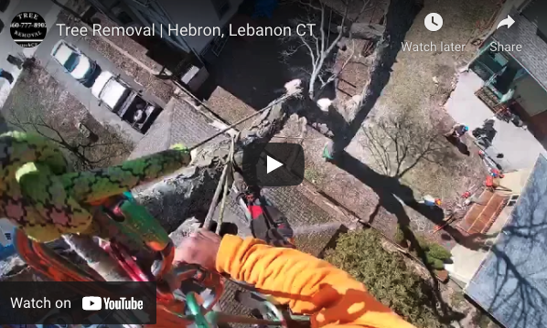 Tree Removal in Lebanon, CT Video