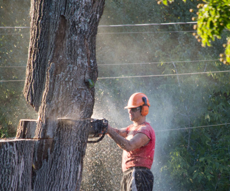 Check Out Our Tree Services Gallery Arbortech Tree Services