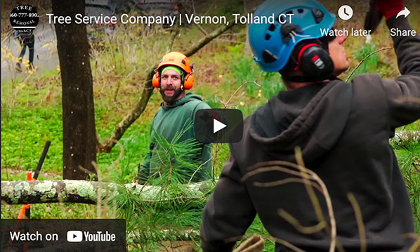 arbortech-tree-services-tree-removal-video1