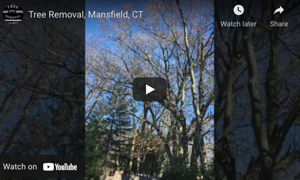 Tree Removal Mansfield, CT Video