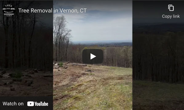 tree removal vernon ct