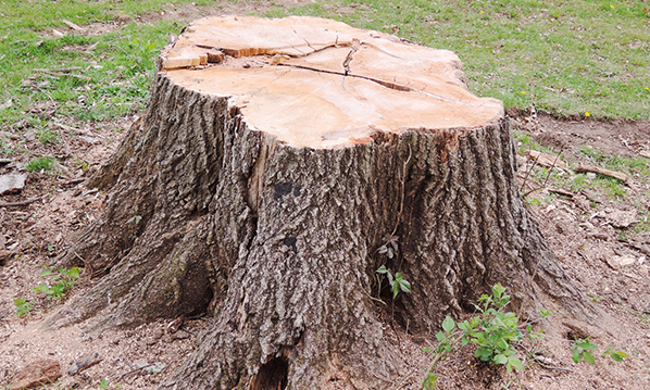 The Importance of Stump Grinding