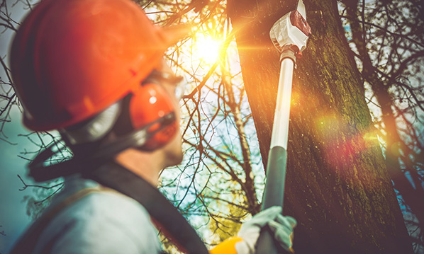 tree removal service