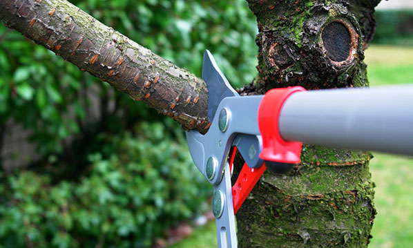 tree pruning