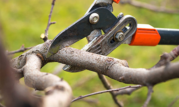 4 Warning Signs You Need Tree Trimming Services ASAP!