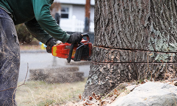 tree removal near me