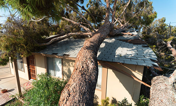 Hurricane/Storm Season and Tree Work