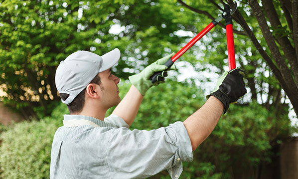 3 Reasons Why Residential Tree Services Are Important All Year Long