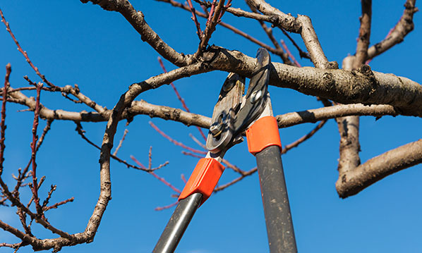 Why Winter Is a Great Time for Pruning Trees