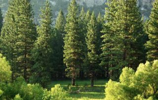 What’s An Arborist License Mean?