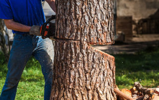tree services for early spring