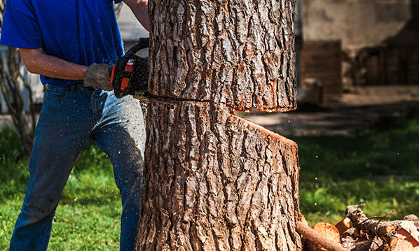 tree services for early spring