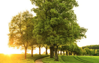 Types of Trees: Oak vs. Maple vs. Hickory