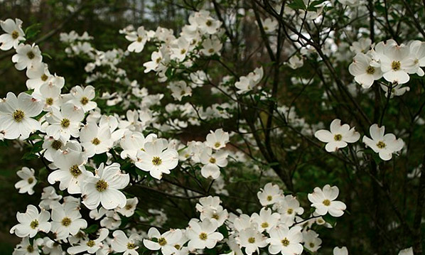 The Dogwood Tree – An Arborist's Favorite!