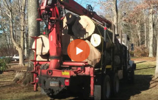 Where Does all the Wood Go After a Tree Removal Job?