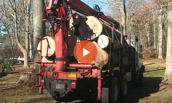 Where Does all the Wood Go After a Tree Removal Job?