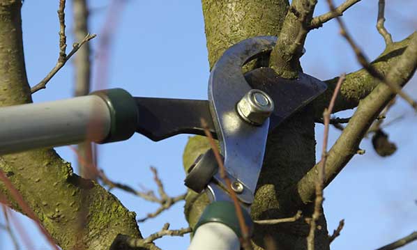 When is the best time to prune a tree?