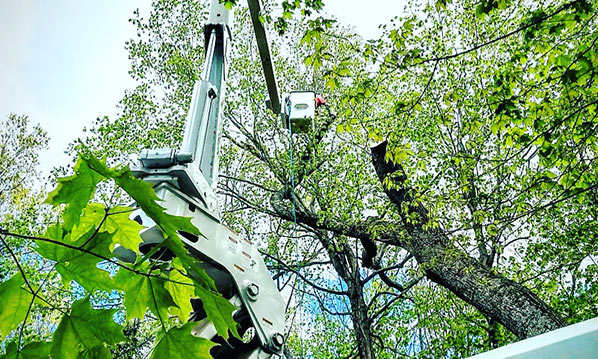 tree being removed