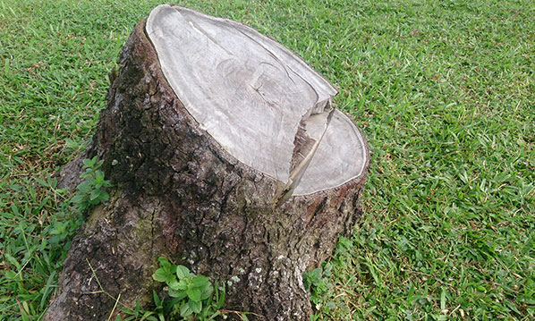 tree stump ct