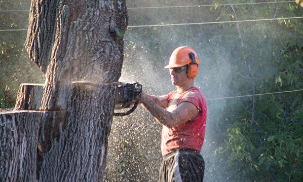 tree professional