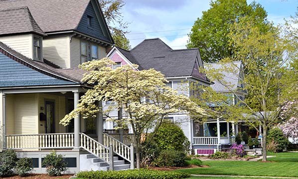 Which Tree is Right for Your Connecticut Yard? A Guide to Native and Hardy Species Image