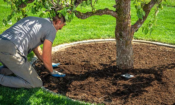 The Do's and Don'ts of Mulching Your Trees