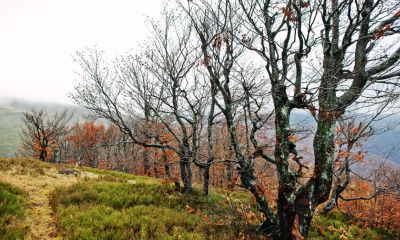 How Drought Affects Trees in New England – What Last Year's Dry Conditions Mean for Your Trees in 2025