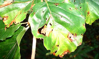 beech leaf disease image