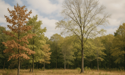 Basic Information About What Drought Does to Trees in New England
