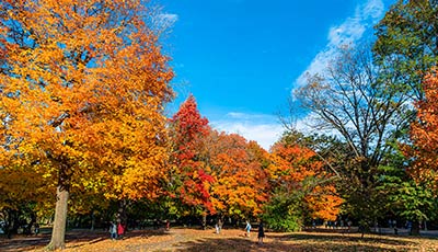 Promoting Fall Color: What CT Trees Give the Best Show & How to Maximize It Image