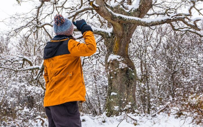 CT winter tree care image