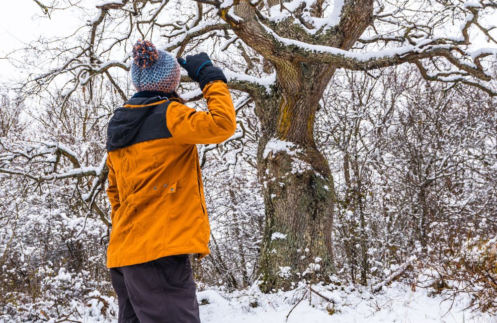 CT winter tree care image