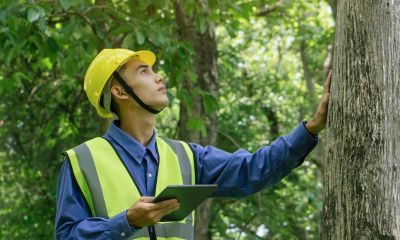 Tree Risk Assessment Image