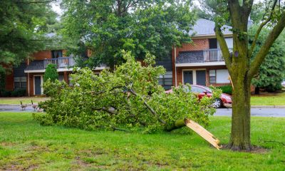 Storm Preparedness for Trees in Connecticut Image