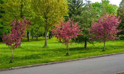 spring trees blooming