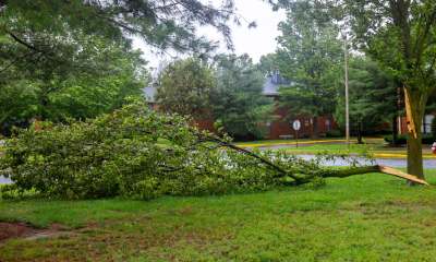 Why Trees Fail in “Perfect Weather” (And What Connecticut Homeowners Miss) image