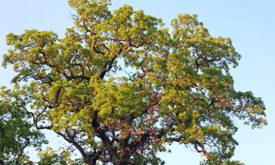 tree summer scorch ct