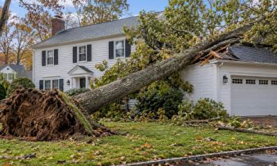 Does Homeowners Insurance Cover Tree Removal in Connecticut? What Pays, What Doesn't, and What to Do After a Tree Falls