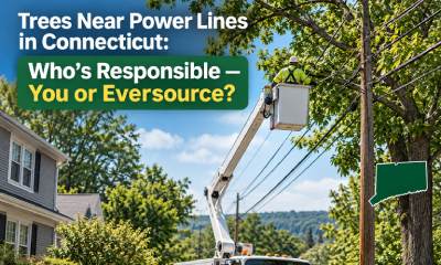 Trees Near Power Lines in Connecticut: Who's Responsible — You or Eversource?